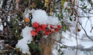 Snow Kanatal